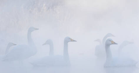 Tundra swans at winter - JOHF07872