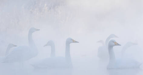 Tundraschwäne im Winter - JOHF07872