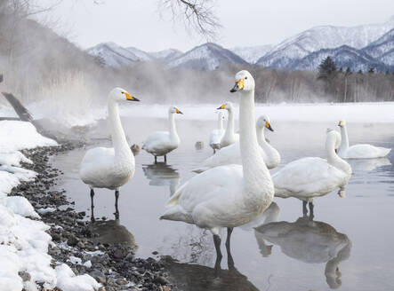 Tundraschwäne im Winter - JOHF07873