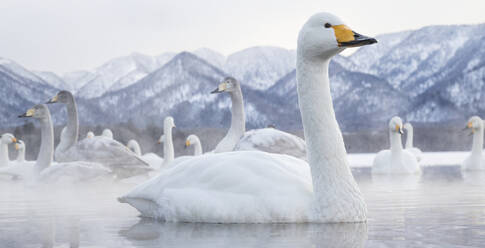 Tundra swans at winter - JOHF07874