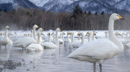 Tundra swans at winter - JOHF07875