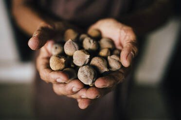 High angle close up of hands holding bunch of brown round nuts. - MINF13300