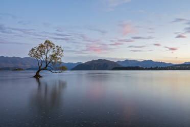 Neuseeland, Otago, Wanaka-Baum und Wanaka-See in der Morgendämmerung - FOF11843