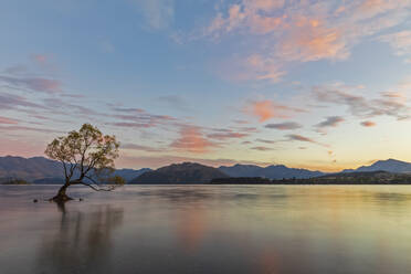 Neuseeland, Otago, Wanaka-Baum und Wanaka-See in der Morgendämmerung - FOF11844