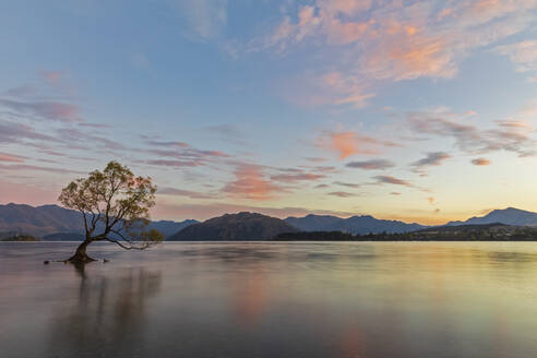 New Zealand, Otago, Wanaka Tree and Lake Wanaka at dawn - FOF11844