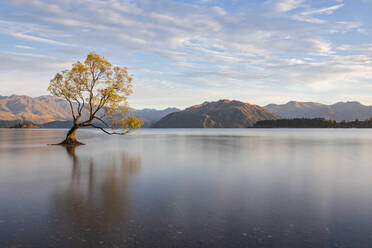 Neuseeland, Otago, Wanaka-Baum und Wanaka-See in der Morgendämmerung - FOF11847