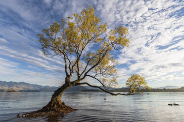 New Zealand, Otago, Wanaka Tree and Lake Wanaka at dawn - FOF11848