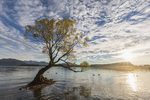 New Zealand, Otago, Wanaka Tree and Lake Wanaka at sunrise - FOF11849
