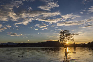 Neuseeland, Otago, Silhouetten von Vögeln schwimmen um Wanaka Baum bei Sonnenaufgang - FOF11851