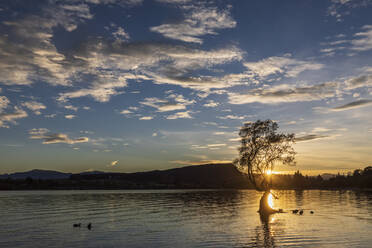 New Zealand, Otago, Silhouettes of birds swimming around Wanaka Tree at sunrise - FOF11851