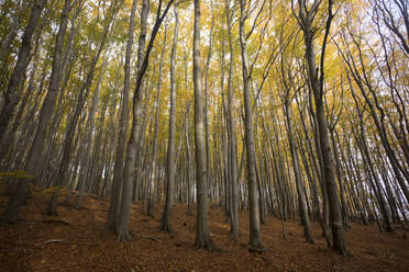 Germany, Ruegen, Autumn hornbeam tree (Carpinus betulus) forest - ZCF00927