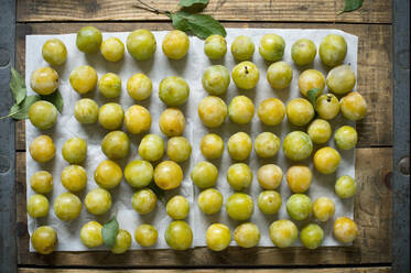 Overhead view of greengage (Prunus domestika subsp.italica) on paper - ASF06570