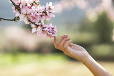 Die Hand eines Mädchens berührt eine rosa Mandelblüte, Nahaufnahme - DLTSF00475