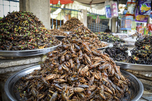 Lebensmittelmarkt in Kambodscha, Nahaufnahme von Tabletts mit einer großen Auswahl an frittierten exotischen Insekten. - MINF13392