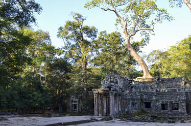 Ankor Wat, ein historischer Khmer-Tempel aus dem 12. Jahrhundert, der zum UNESCO-Weltkulturerbe gehört, mit Bögen und geschnitzten Steinen, die sich mit großen Wurzeln über das Mauerwerk erstrecken. - MINF13396