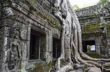 Ankor Wat, ein historischer Khmer-Tempel aus dem 12. Jahrhundert, der zum UNESCO-Weltkulturerbe gehört, mit Bögen und geschnitzten Steinen, die sich mit großen Wurzeln über das Mauerwerk erstrecken. - MINF13397