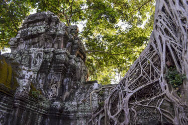 Ankor Wat, ein historischer Khmer-Tempel aus dem 12. Jahrhundert, der zum UNESCO-Weltkulturerbe gehört, mit Bögen und geschnitzten Steinen, die sich mit großen Wurzeln über das Mauerwerk erstrecken. - MINF13399