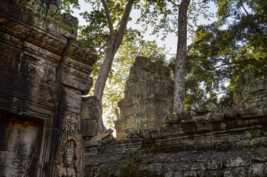 Ankor Wat, ein historischer Khmer-Tempel aus dem 12. Jahrhundert, der zum UNESCO-Weltkulturerbe gehört, mit Bögen und geschnitzten Steinen, die sich mit großen Wurzeln über das Mauerwerk erstrecken. - MINF13401