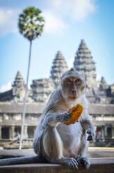 Ankor Wat, ein historischer Khmer-Tempel aus dem 12. Jahrhundert und UNESCO-Weltkulturerbe. Ein Affe sitzt auf einer Balustrade und frisst Früchte. - MINF13406