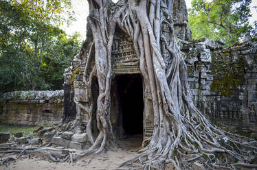 Ankor Wat, ein historischer Khmer-Tempel aus dem 12. Jahrhundert, der zum UNESCO-Weltkulturerbe gehört, mit Bögen und geschnitzten Steinen, die sich mit großen Wurzeln über das Mauerwerk erstrecken. - MINF13409