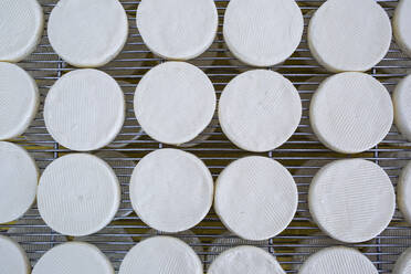 High angle close up of cheese-making, Camembert cheese drying in cool storage on wire racks. - MINF13504