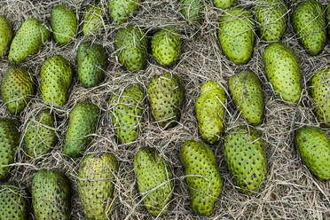 Nahaufnahme einer frischen grünen Soursop-Frucht, die auf einem Markt verkauft wird. - MINF13512