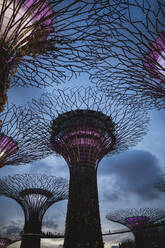Niedriger Blickwinkel auf den futuristischen Supertree Grove in den Gardens by the Bay in Singapur am Abend. - MINF13522