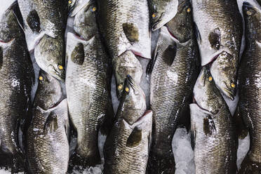 Nahaufnahme von Barramundi auf Eis, bereit zum Schneiden in Portionen. - MINF13553