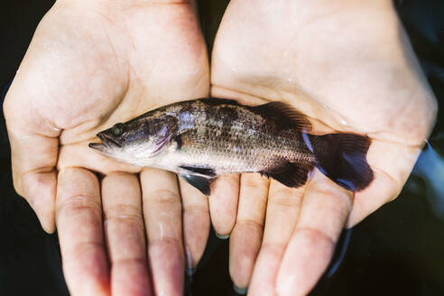 Nahaufnahme von Händen, die einen kleinen Barramundi-Fisch halten. - MINF13557