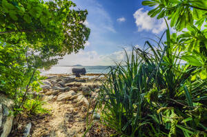 Indonesien, Bintan, Pflanzen und Felsen am tropischen Strand - THAF02770