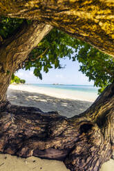 Indonesien, Bintan, Alte Baumstämme am tropischen Strand - THAF02773