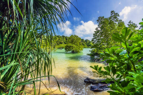 Indonesien, Bintan, Pflanzen am tropischen Strand - THAF02774