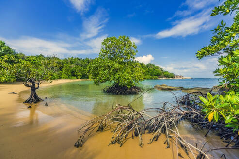 Indonesien, Bintan, Pflanzen am tropischen Strand - THAF02775