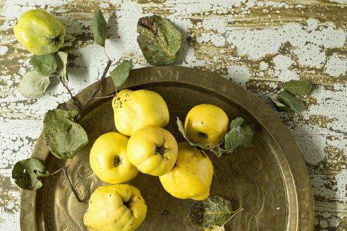 Fresh quinces (Cydonia oblonga) on metal tray - ASF06572
