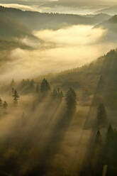 Morning mist and trees in autumn, Saar Valley, Mettlach, Saarland, Germany - CUF54728