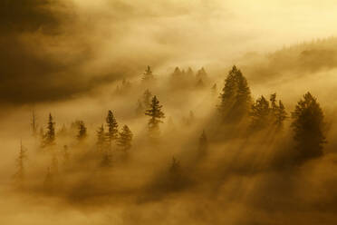 Morning mist and trees in autumn, Saar Valley, Mettlach, Saarland, Germany - CUF54729