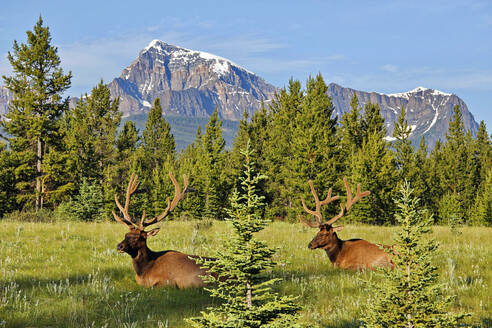 Elche am Bow Valley Parkway, Banff National Park, Rocky Mountains, Alberta, Kanada - CUF54749