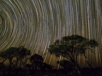 Die Milchstraße über Akazienbäumen bei Nacht im Okavango-Delta, Botswana, Afrika - RHPLF13842