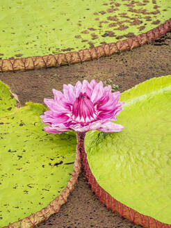 Eine große Gruppe von Victoria-Seerosen (Victoria amazonica), am Rio El Dorado, Nauta, Peru, Südamerika - RHPLF13846