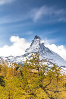 Yellow larch trees framing Matterhorn in autumn, Pennine Alps, Zermatt, canton of Valais, Swiss Alps, Switzerland, Europe - RHPLF13857