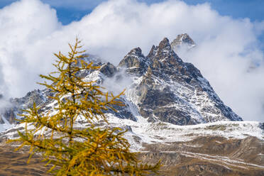 Wolken über dem Gipfel des Ober Gabelhorns, umrahmt von Lärchen im Herbst, Zermatt, Kanton Wallis, Schweizer Alpen, Schweiz, Europa - RHPLF13859