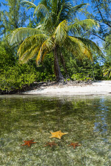 Starfish at Starfish point, Water Cay, Grand Cayman, Cayman Islands, Caribbean, Central America - RHPLF13892