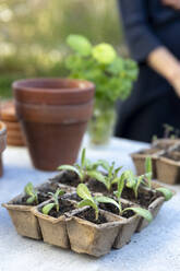 Seedlings in box - JOHF07917