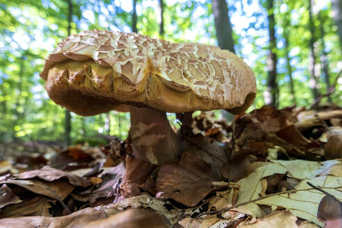 Tintenklecksröhrling, Gramschatzer Wald, Deutschland - NDF01019