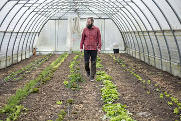 Man growing lettuce in a greenhouse - FLLF00411