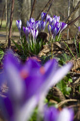 Deutschland, Sachsen, Lila Krokusse blühen im Frühlingsblumenbeet - JTF01461