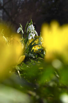 Deutschland, Sachsen, blühende Galanthusblüten im Blumenbeet inmitten von Wintereisenhut (Eranthis hyemalis) - JTF01462