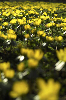 Deutschland, Sachsen, Gelber Eisenhut (Eranthis hyemalis) blüht im Frühjahr im Blumenbeet - JTF01463