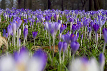 Deutschland, Sachsen, Lila Krokusse blühen im Frühlingsblumenbeet - JTF01464