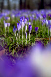 Germany, Saxony, Purple crocuses blooming in springtime flowerbed - JTF01465